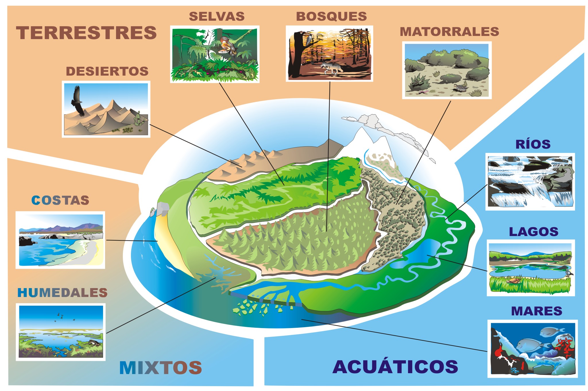 Cómo Funciona Un Ecosistema